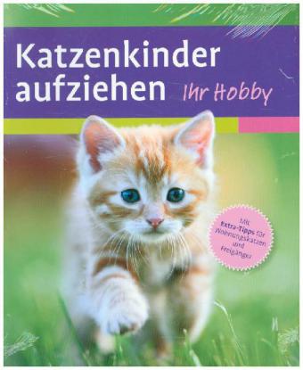 Katzenkinder aufziehen