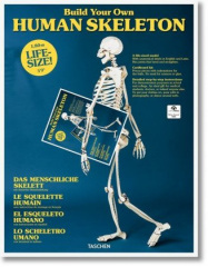 Build Your Own Human Skeleton - 1,80 m Life Size!