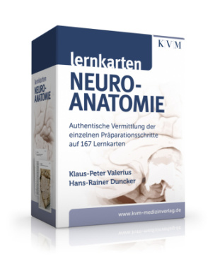 Lernkarten Neuroanatomie